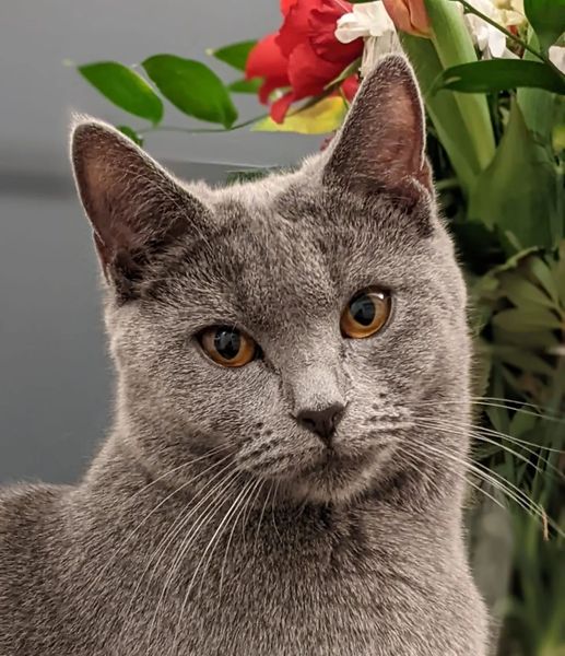 Gatto Certosino