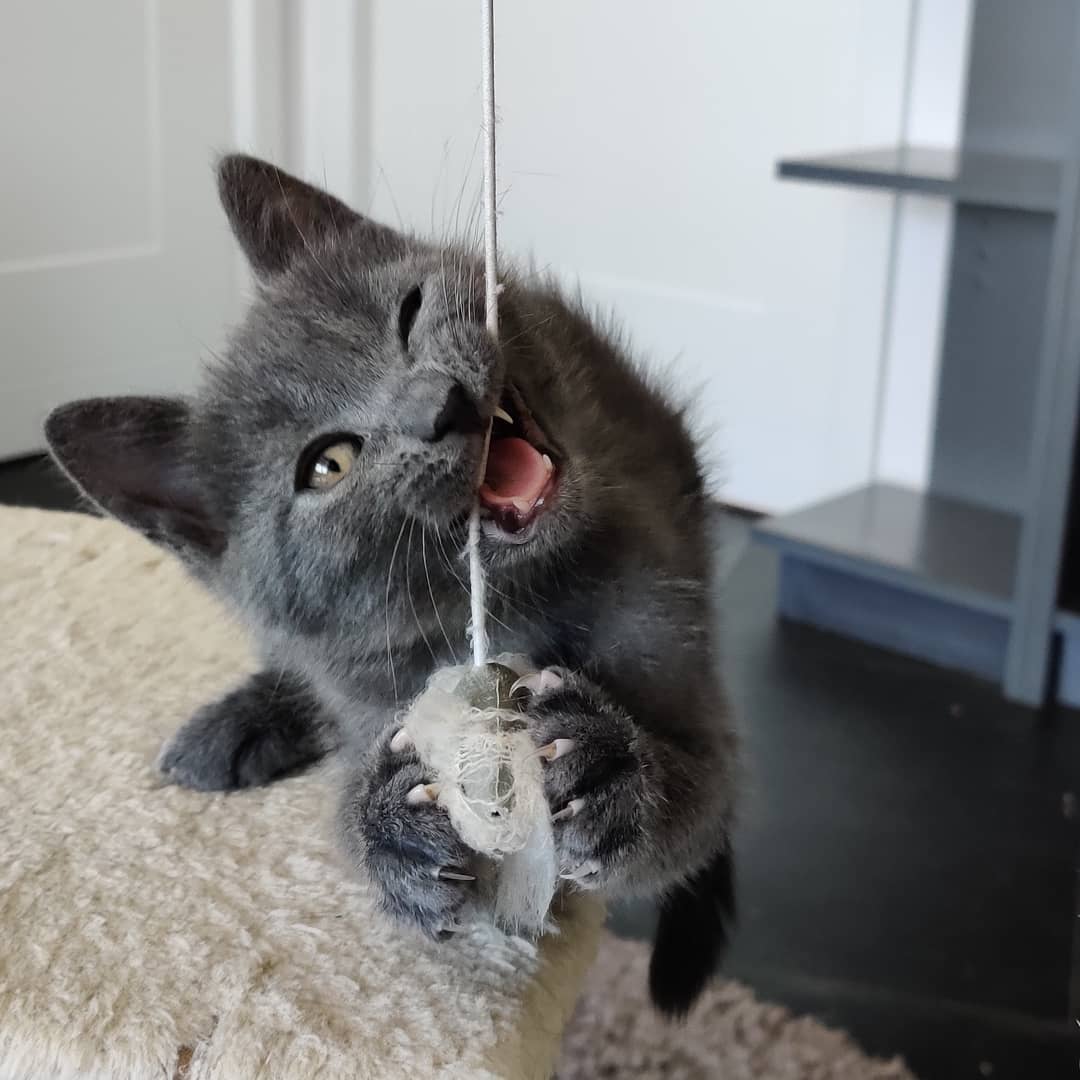 Gatto Certosino